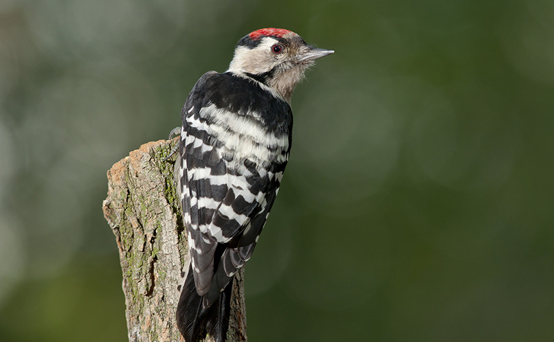 Lesser Spotted Woodpecker